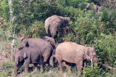 Kawanan Gajah Liar Rusak Rumah Dan Kebun Warga Aceh Timur ANTARA News