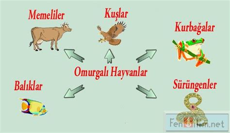 Omurgali Hayvanlar Sitem