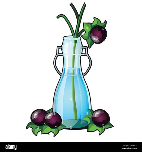 Deadly nightshade illustration hi-res stock photography and images - Alamy