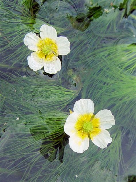 バイカモ 梅花藻 Ranunculus nipponicus 旅先で出逢った花や樹木たち