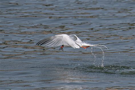 Roseate Tern Sterna Dougallii Edit Hammonasset Beach Sp Flickr