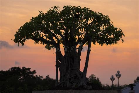 Bonsai Tree Silhouette on Colorful Sunset Sky. Stock Photo - Image of ...