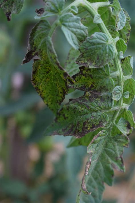 Black Spots On Tomato Plants Plant Ideas