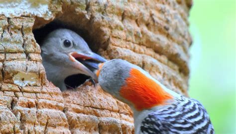 Woodpeckers And Sapsuckers Natures Amazing Natural Pest Control