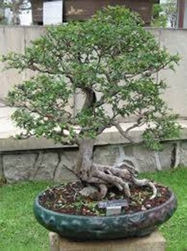 Vaso Bonsai Attrezzi Per Bonsai Dimensioni Vaso Bonsai