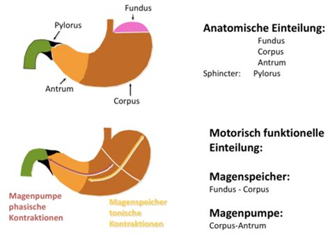 Verdauungssystem Karteikarten Quizlet