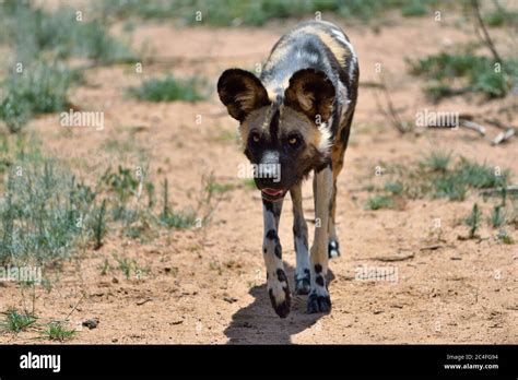 African Wild Dog running in savanna, Namibia, Africa Stock Photo - Alamy