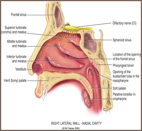 Nose Mouth And Throat Diagram Quizlet