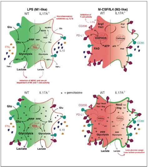 Schematic Representation Of The Il17a Effects On Macrophages In The