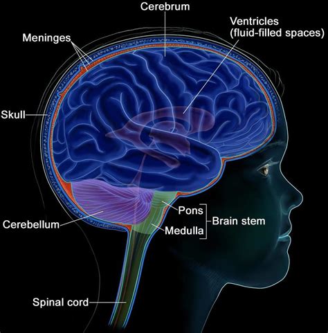 Central Nervous System Brain