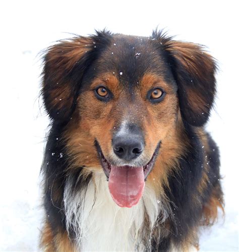 English Shepherd Dog Breed Information And Characteristics Furlyfe