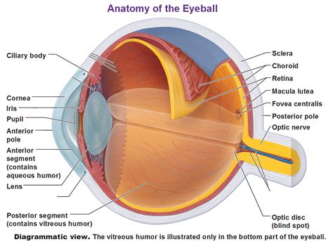 Anatomy Of Retina Layers