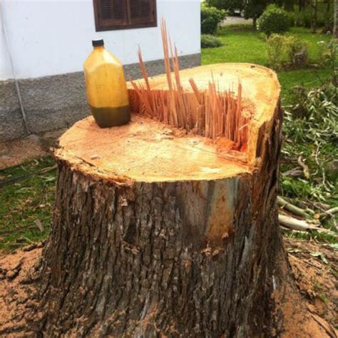 Pica Pau Machado Poda De Rvores Bh Corta E Poda De Rvores Bh