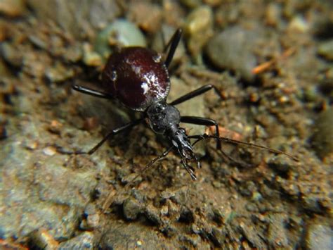 Snail Eating Beetle Vancouver Island Bc Gohiking