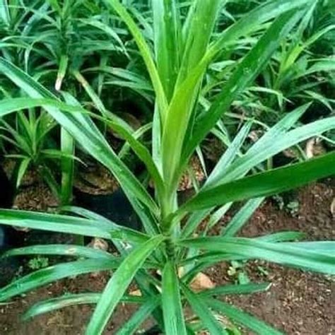 Jual Daun Suji Untuk Pewarna Hijau Alami Di Lapak BUMI TANI INDONESIA