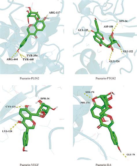 Visualization Of Docking Between Puerarin And Core Target Molecules