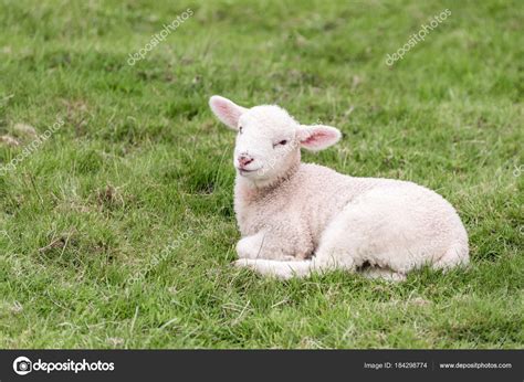 A Cute Lamb Is Lying In The Grass Stock Photo By ©catstyecam 184298774