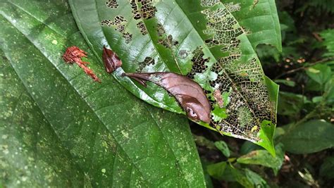 Insects Cause More Damage To Leaves In Recent History Than Millions Of