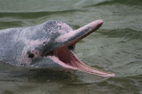 Amazon Rainforest Pink Dolphin Facts Behavior Where To See It And More