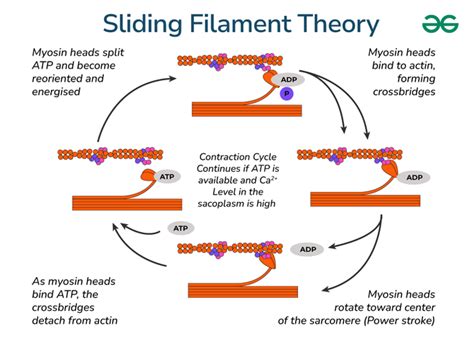 Sliding Filament Theory Steps Explanations And Diagram Geeksforgeeks