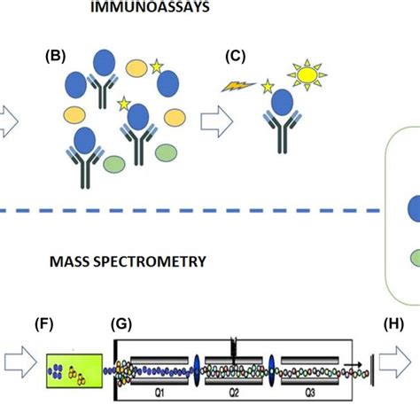 Immunoassays Ac Example Of Competitive Chemiluminiscence