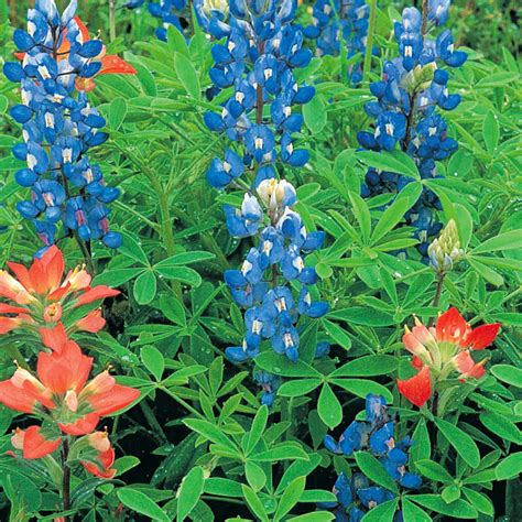 Flowers Types Bluebonnet Best Flower Site