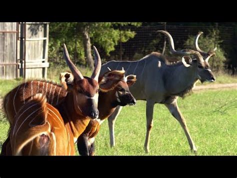 Creature Comparison Kudu Vs Bongo Youtube