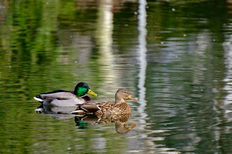 P Jaro Pato Mallard Ornitolog A Foto Gratis En Pixabay Pixabay