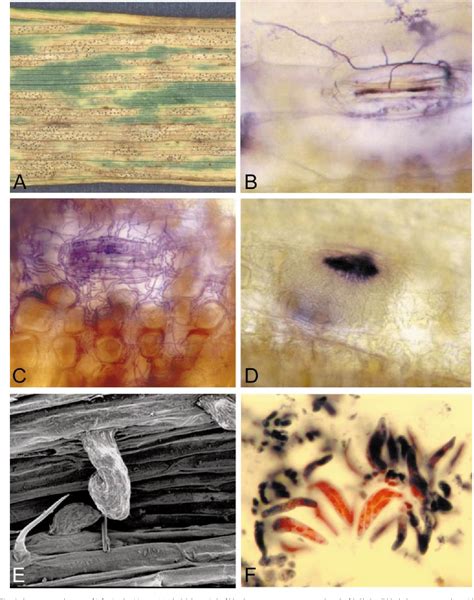 Mycosphaerella Graminicola Latent Infection Crop Devastation And