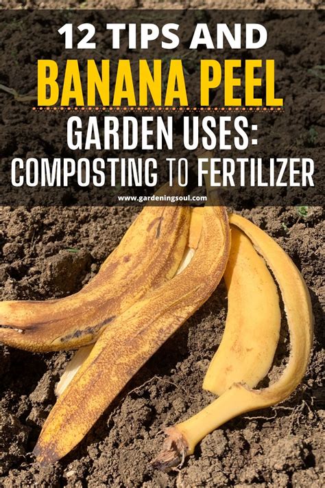 Tips And Banana Peel Garden Uses Composting To Fertilizer