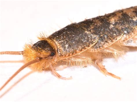 Silverfish Infestation