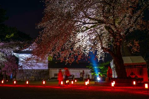 Odawara Castle Cherry Blossoms With Japanese Old Cherry Trees