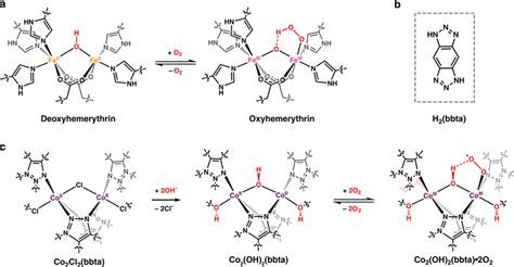 Hydrogen Bond Stabilization Of Dioxygen Binding In Hemerythrin A