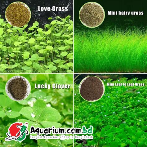 Aquarium Plant Seed Mini Hairy Grass Phila Link