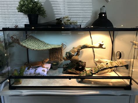 creative bearded dragon tank ideas 10