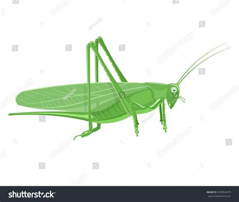 Grasshopper Cartoon Vector Illustration Isolated On Vector Có Sẵn Miễn Phí Bản Quyền