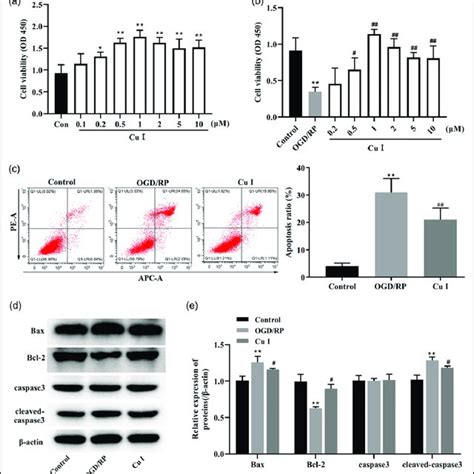 Cu I Rescued Pc Cells From Ogd Rp Induced Cell Apoptosis A And B