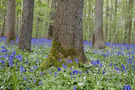 Blue Forest Stock Photo Image Of Countryside Pale Outdoors 44278768