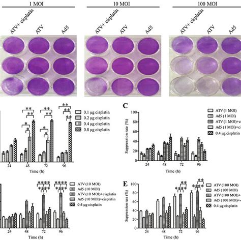 Plaque Formation Assay By Crystal Violet Staining And Cell