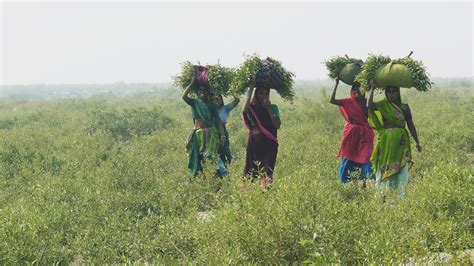 Mangroves Ecosystem In India Vulnerable To Collapse Due To Cyclones Shrimp Aquaculture Says