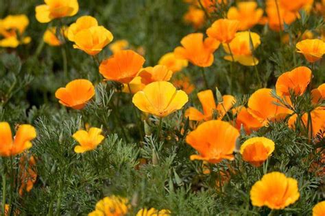 9 Best Drought-Tolerant Annuals