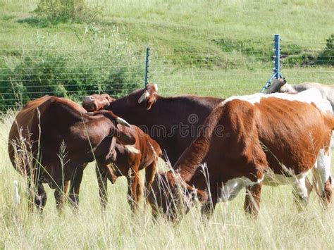 Closeup Photo Of Brown Horned Cows With White Patches Standing Huddled