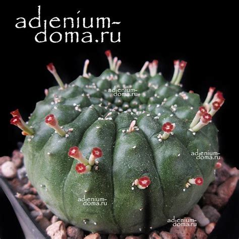 Euphorbia GYMNOCALYCIOIDES (Молочай, Эуфорбия): купить 2 семени c ...