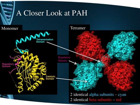 Ppt A Molecular View Of Phenylketonuria Powerpoint Presentation Free