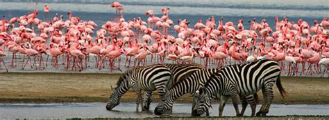 Budget Travel In Lake Manyara Safari Travel Guide