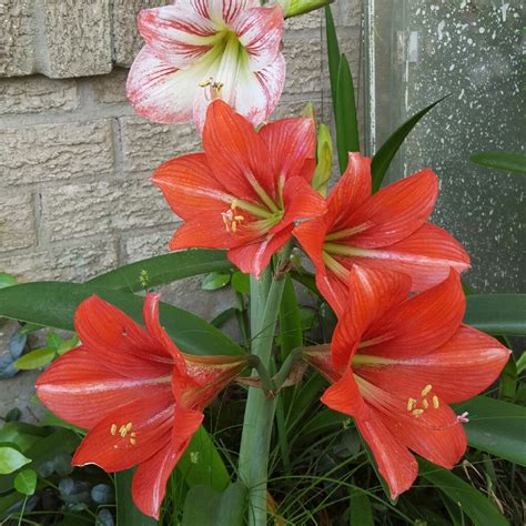 Hippeastrum Candy Floss Hippeastrum Candy Floss Uploaded By Odnny