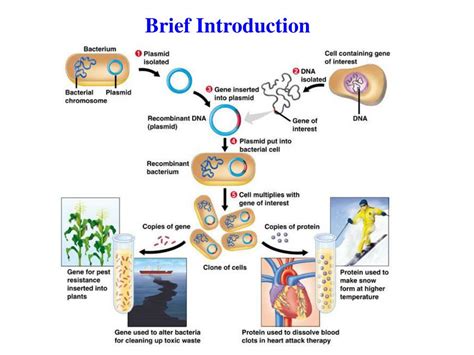 Ppt Recombinant Dna Technology Powerpoint Presentation Free Download