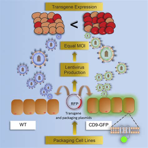 The Impact Of The CD9 Tetraspanin On Lentivirus Infectivity And Exosome