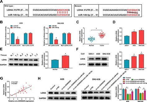 Mir P Could Target Ldha In Gc A The Targeted And Mutated Binding