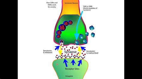 How SSRIs and SNRIs Work For Anxiety - YouTube